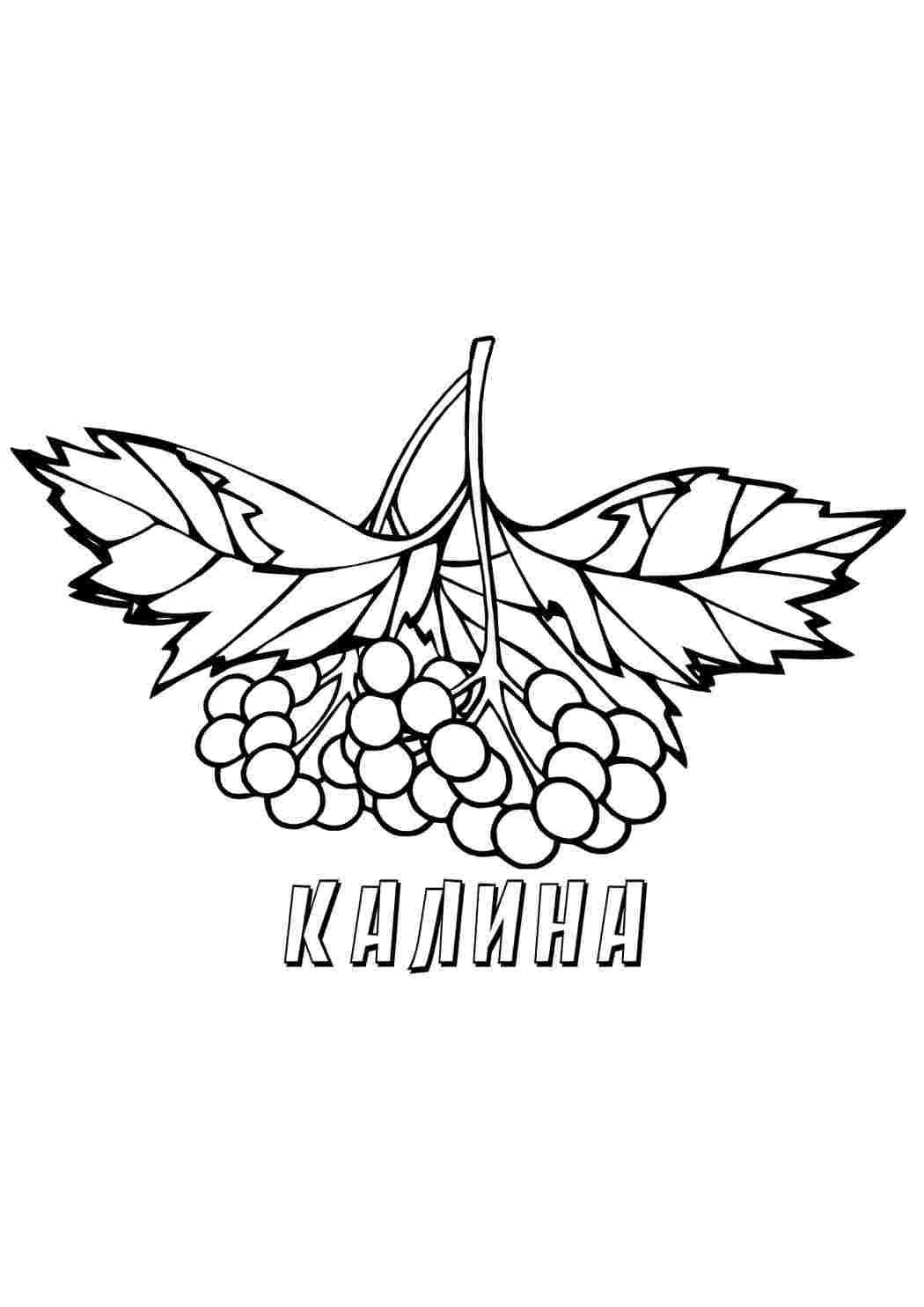 Раскраска кали́на їжа. Завантажити розмальовки безкоштовно.