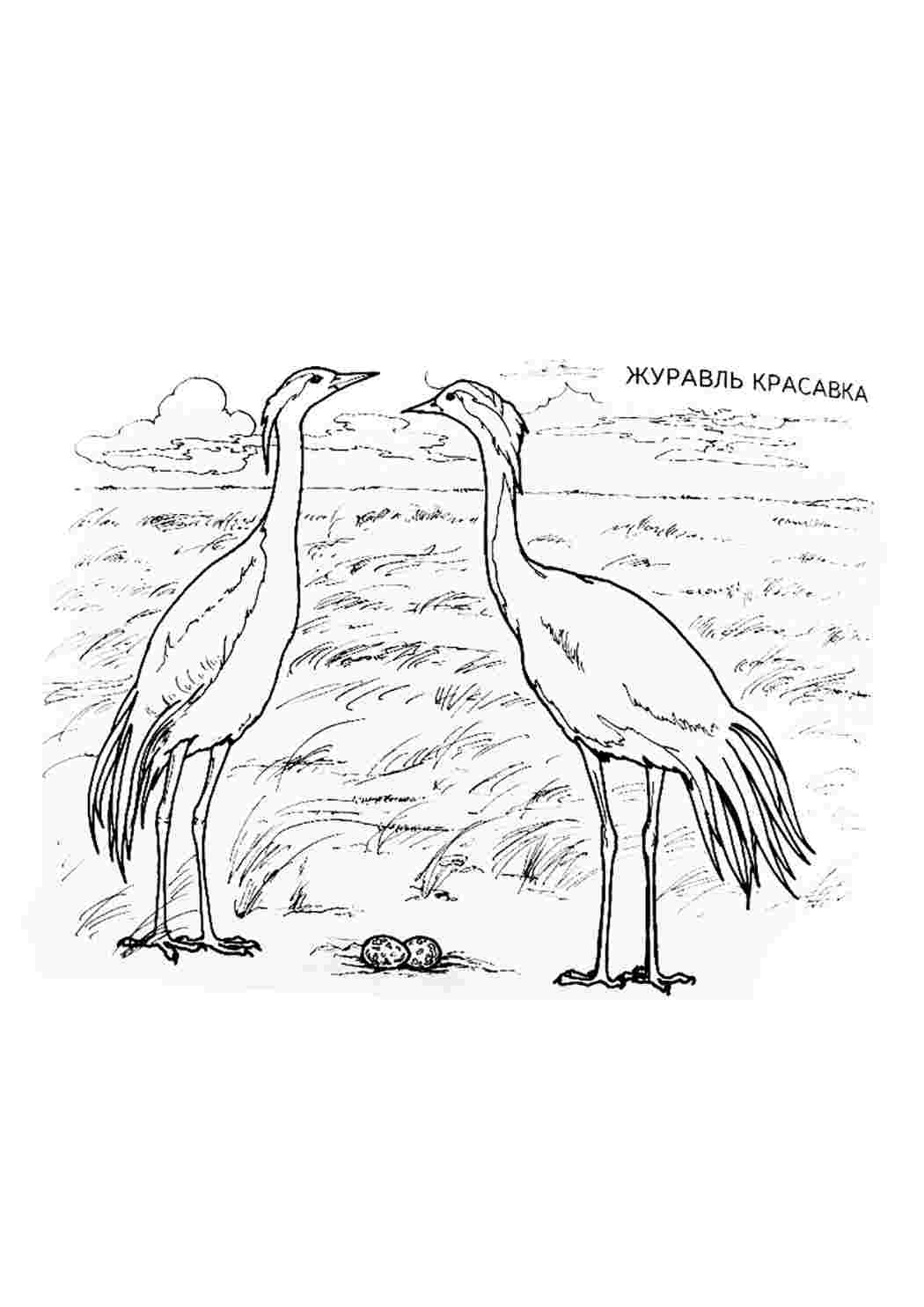 Раскраска Розфарбунки тварини розмальовка журавель. Цікаві розфарбунки.