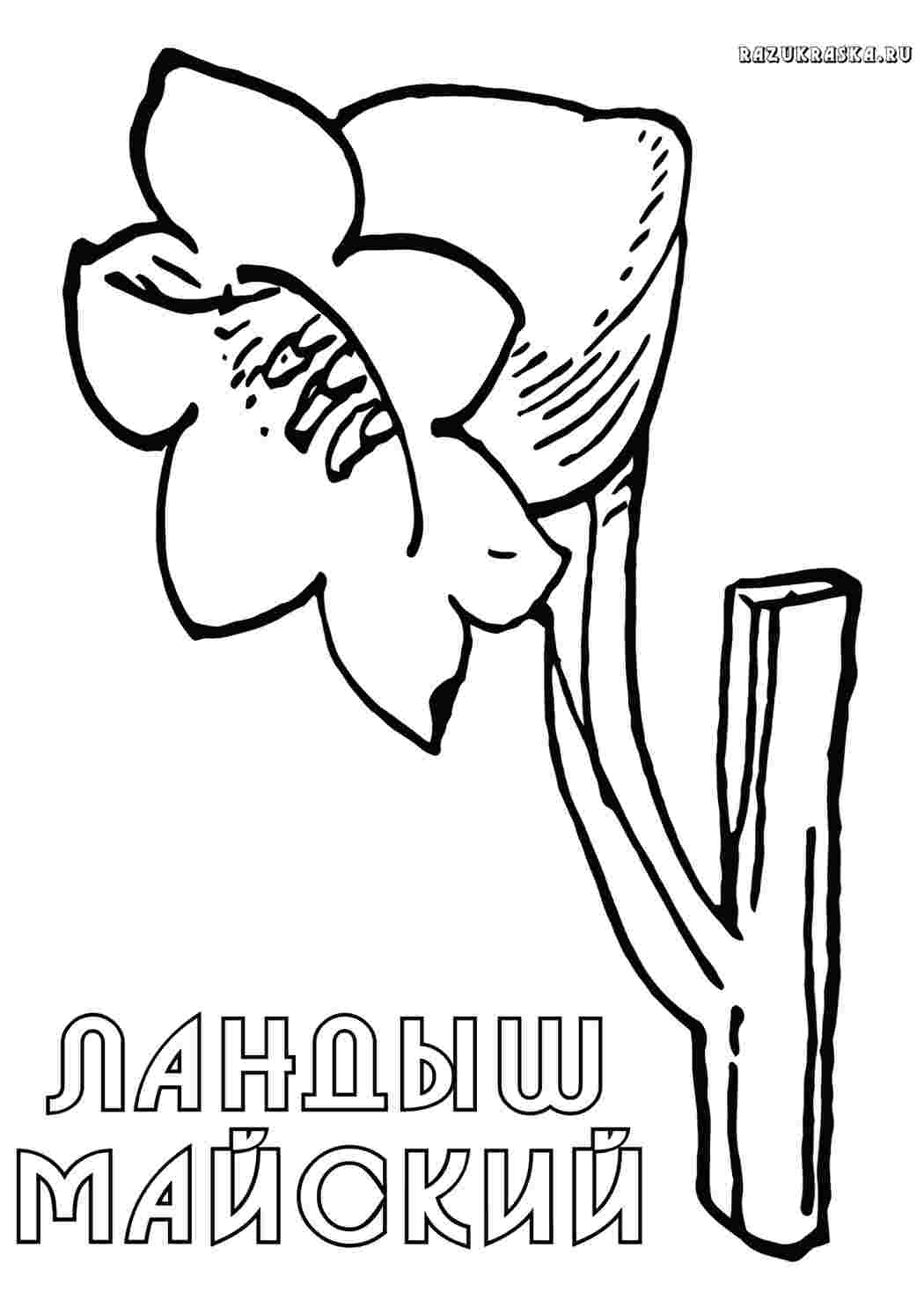 Раскраска Природа. Друкувати розквіт.