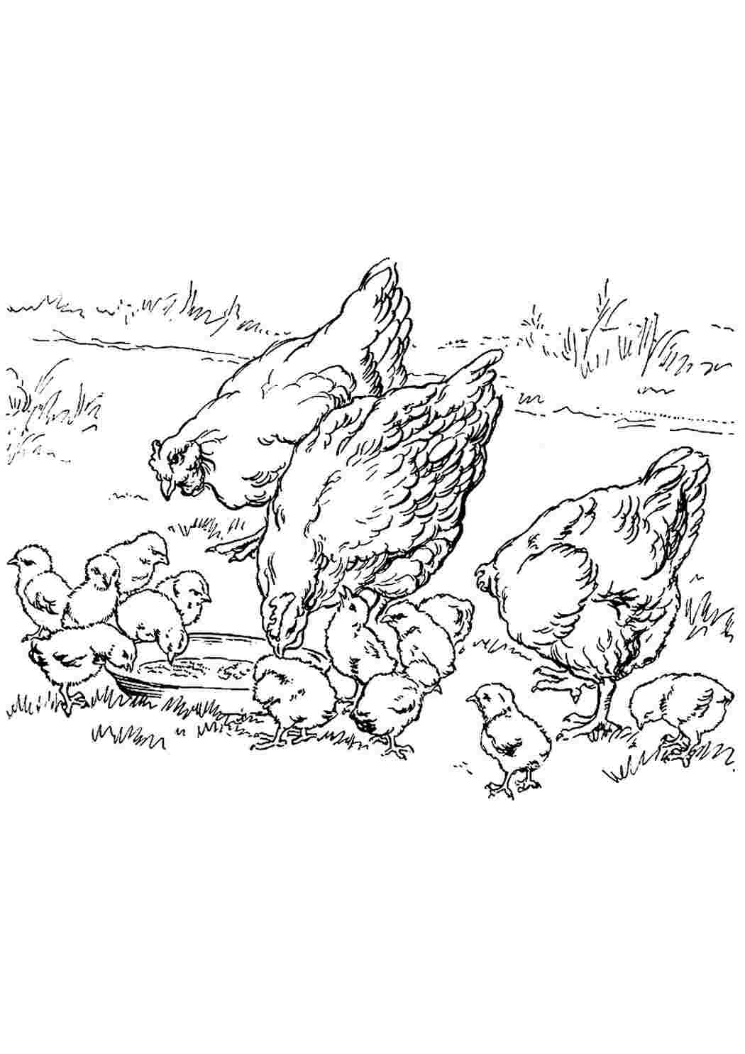 Раскраска Розфарбувати Розфарбувати Huhn роздрукувати. Розмальовка.