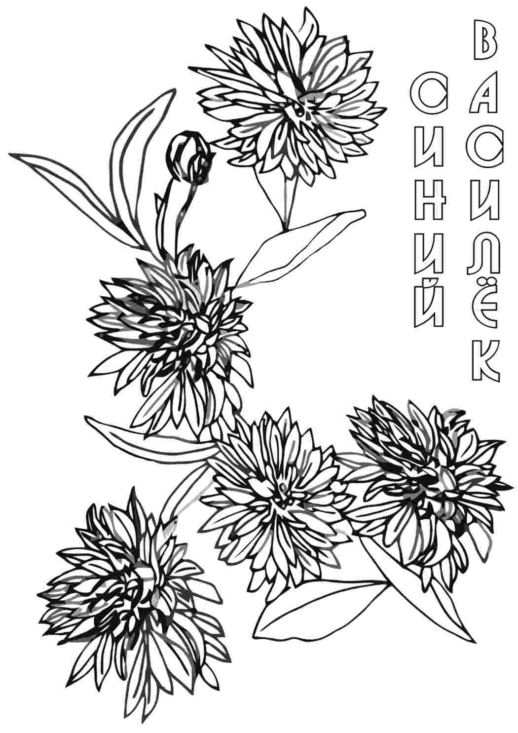 Раскраска Василик природа. Розмальовки для розвитку.