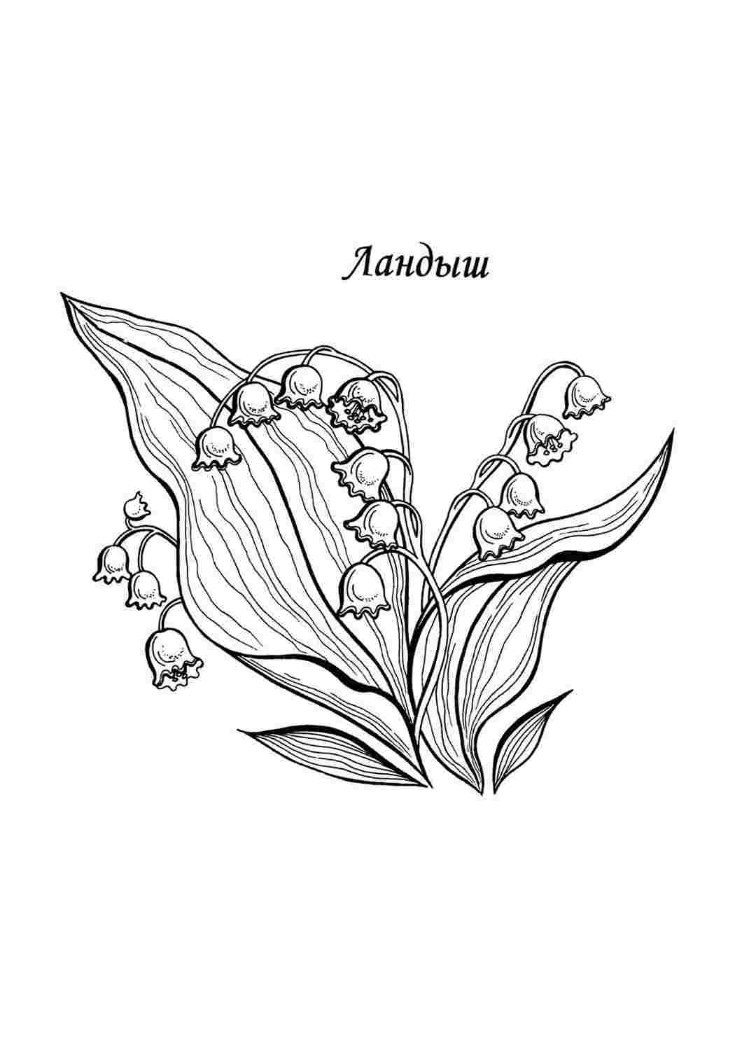 Раскраска Конвалії. Розмальовки для розвитку.